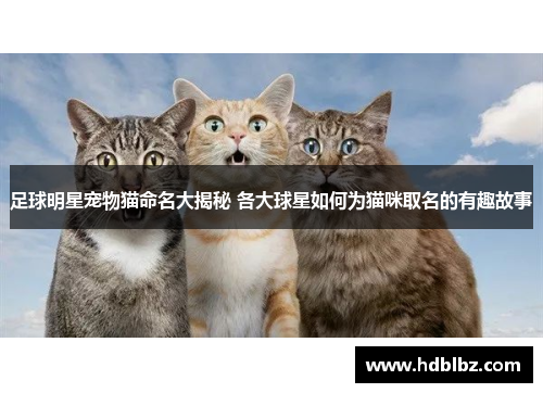 足球明星宠物猫命名大揭秘 各大球星如何为猫咪取名的有趣故事